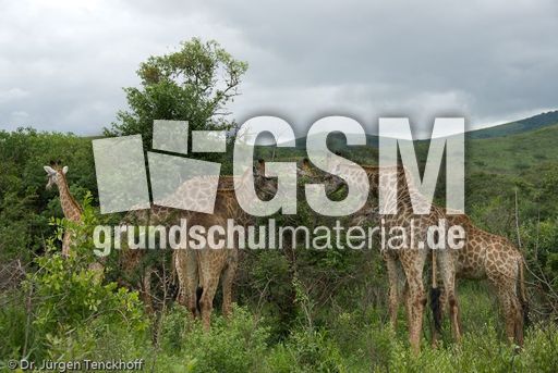 Giraffe (79 von 94).jpg